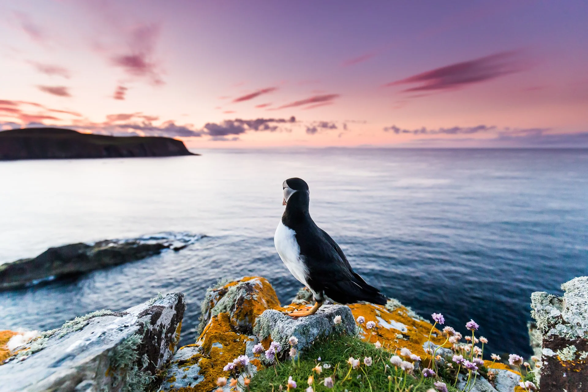 Best Places to See Puffins 2026: Iceland, Scotland Guide – AukCliff®